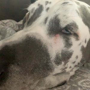 Meet your Posher, Cameron